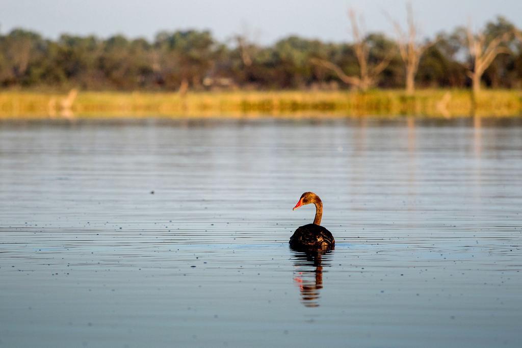Discovery Parks - Lake Bonney Barmera Dış mekan fotoğraf